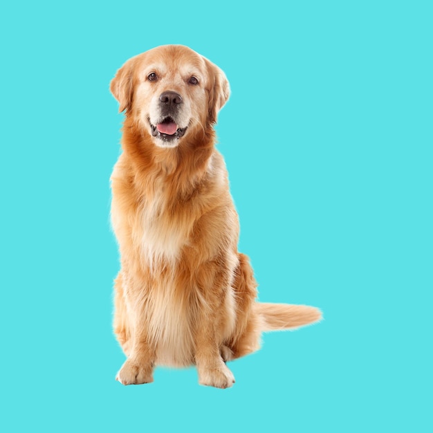 Hermosas fotos de la raza de perro Golden Retriever aislado sobre un fondo transparente 3