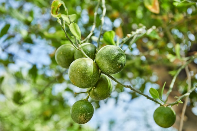 Hermosas y frescas mandarinas verdes inmaduras en una rama en el verano contra el cielo azul