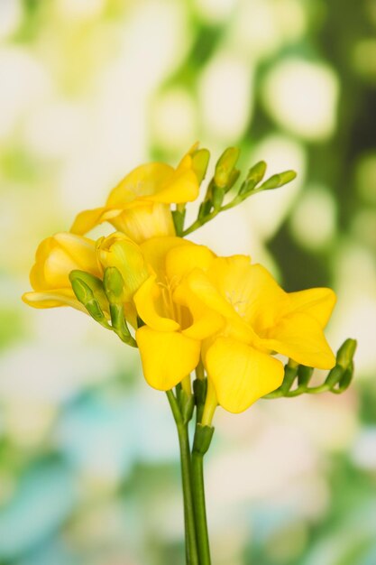 Foto hermosas fresias sobre un fondo verde