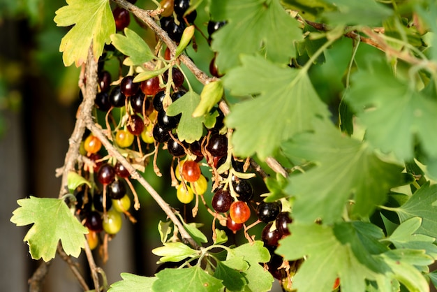 Hermosas frutas maduras de grosella negra en una rama de arbusto