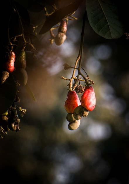 Hermosas frutas de manzana de anacardo en la rama con enfoque selectivo