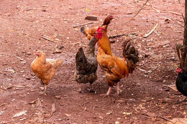 Hermosas gallinas criadas al aire libre rascando en las tierras de cultivo.