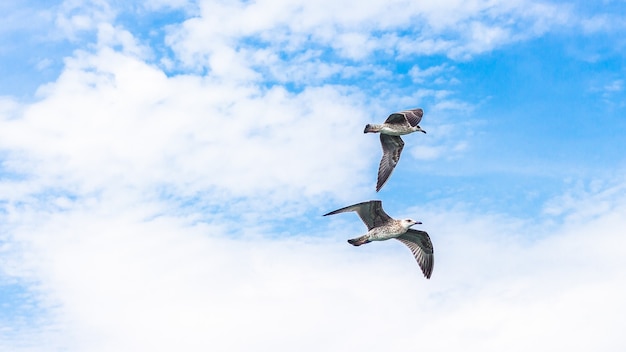 Hermosas gaviotas volando en un cielo nublado