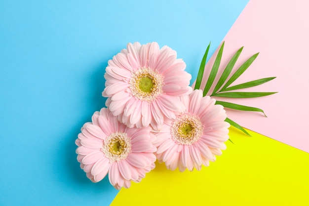 Hermosas gerberas sobre fondo de tres tonos, espacio para texto