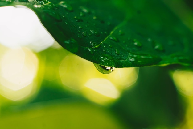 Hermosas gotas de agua de rocío de lluvia transparentes sobre hojas frescas Resumen macro foto real lindo fondo de pantalla Naturaleza líneas curvas Extremadamente cerca textura de la vena estructura celular Fondo amarillo verde brillante