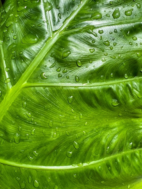 Hermosas gotas de agua sobre la textura de las hojas verdes después del tiempo de lluvia
