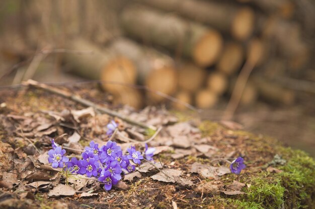 Hermosas gotas de nieve sobre fondo de madera vieja primeras flores de primavera en un bosque