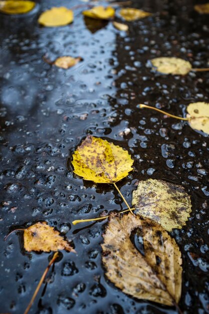 Foto hermosas hojas amarillas caídas yacen sobre el asfalto húmedo después de la lluvia.