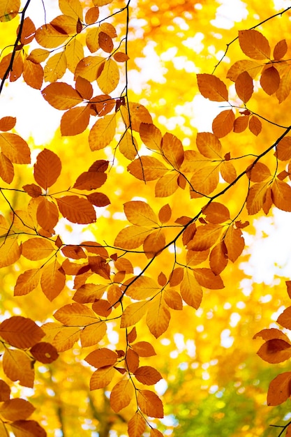 Hermosas hojas amarillas de otoño en rama hojas amarillas de otoño temporada de otoño con hojas amarillas