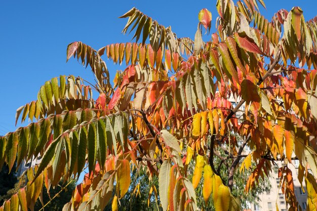 Hermosas hojas amarillas y rojas de un árbol contra el cielo azul en un cálido día soleado de otoño