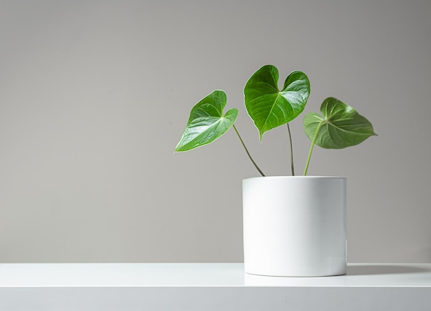 Hermosas hojas de anthurium en una olla blanca sobre un fondo claro