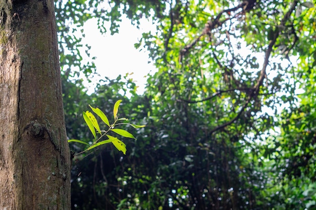 unas hermosas hojas en un árbol por la mañana con fondo de hojas, concepto de pancarta con gran amplitud