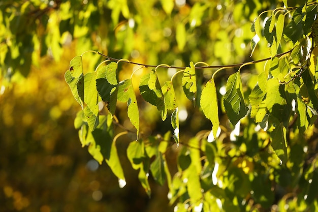 hermosas hojas de arbol