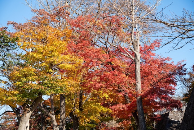 Foto hermosas hojas de arce en el árbol en un día soleado de otoño en japón