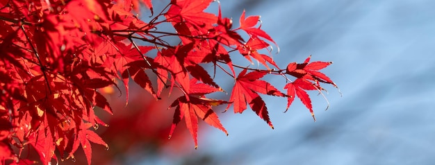 Foto hermosas hojas de arce en el árbol en la temporada de otoño