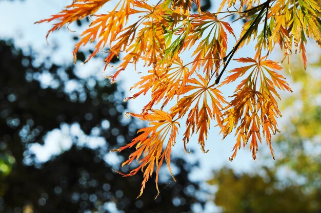 Hermosas hojas de arce calado en el parque de otoño. Otoño de oro.