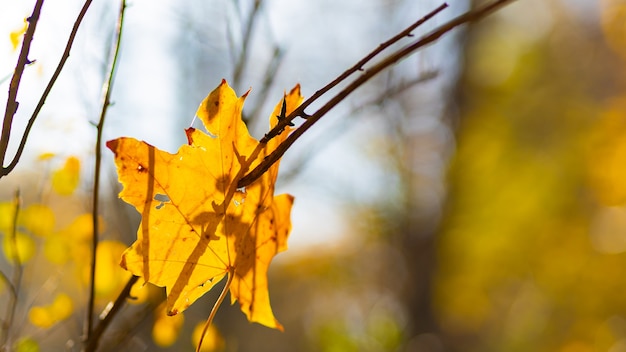 Hermosas hojas de arce en un día soleado de otoño. Hojas amarillas en el parque de otoño sobre fondo borroso