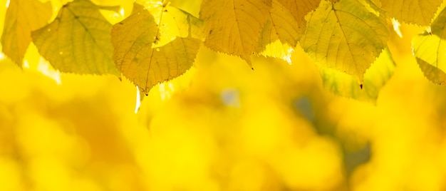 Hermosas hojas de arce en un día soleado de otoño. Hojas amarillas en el parque de otoño sobre fondo borroso