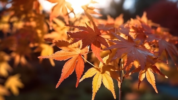 hermosas hojas de arce en un día soleado de otoño