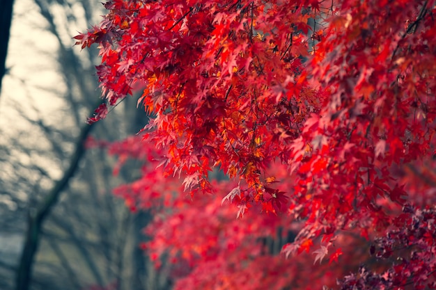 Hermosas hojas de arce en otoño, hermoso fondo de licencia de otoño