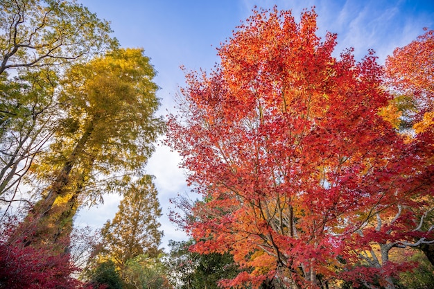 Hermosas hojas de arce rojo en un día de otoño