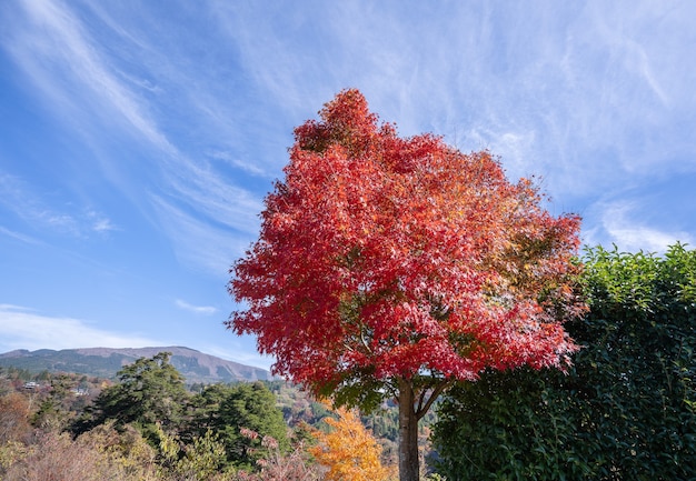 Hermosas hojas de arce rojo en otoño día soleado, cielo azul, cerrar, espacio de copia, macro