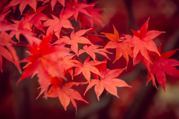 Hermosas hojas de arce rojo en otoño, hermoso fondo de licencia de otoño