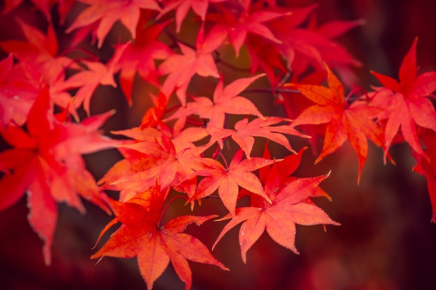 Foto hermosas hojas de arce rojo en otoño, hermoso fondo de licencia de otoño