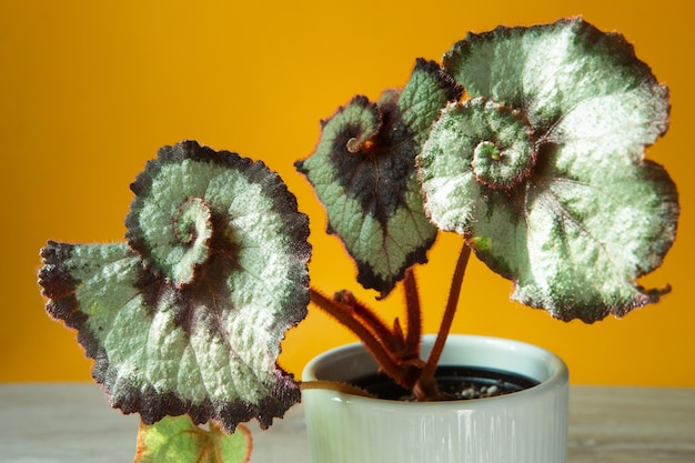 Hermosas hojas de begonia caducifolia decorativa con un adorno de primer plano en una maceta Espacio de copia Cultivo de plantas de interior en maceta decoración y cuidado del hogar verde