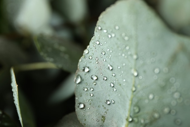 Hermosas hojas de eucalipto con gotas de agua, macro