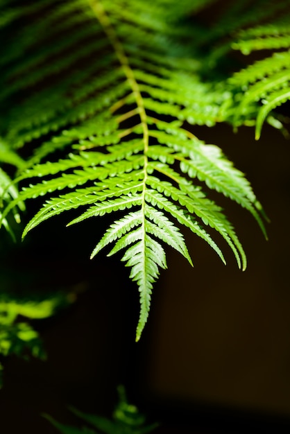 Hermosas hojas de helecho verde