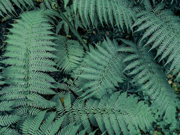 Hermosas hojas de helechos en fondo verde.