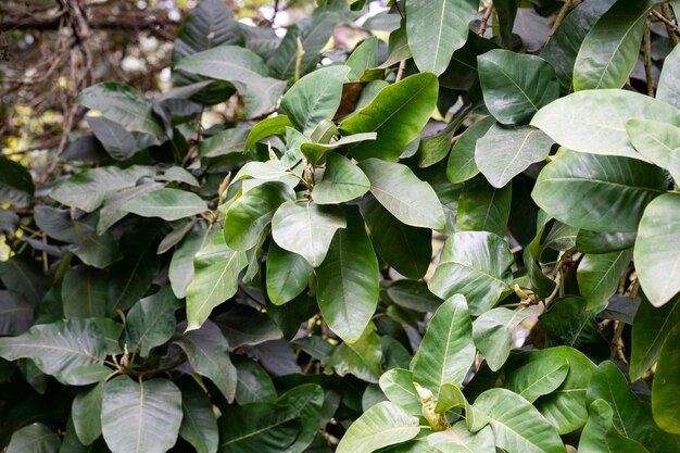 Hermosas hojas de magnolia en un parque tropical como fondo