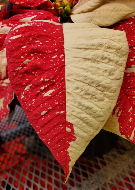 Foto hermosas hojas de media luna rojas y blancas de poinsettia de mármol rojo