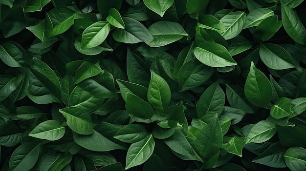 Hermosas hojas naturales de textura de fondo vista desde la parte superior hd