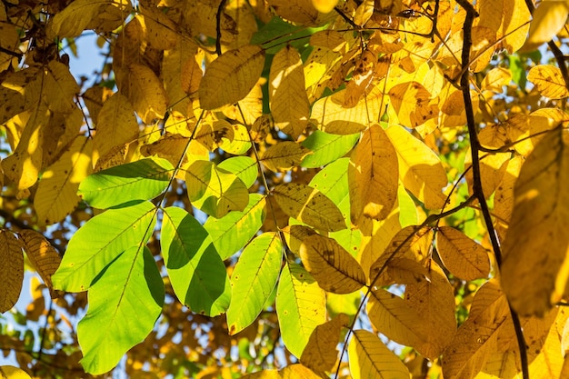 Hermosas hojas de nogal amarillas y verdes brillantes en el día soleado de otoño fondo de cielo azul concepto de fondo de cosecha de temporada encantadora