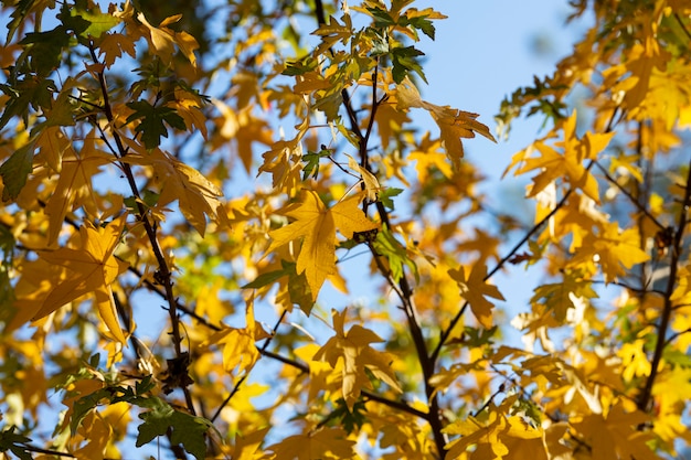 Hermosas hojas de otoño y cielo