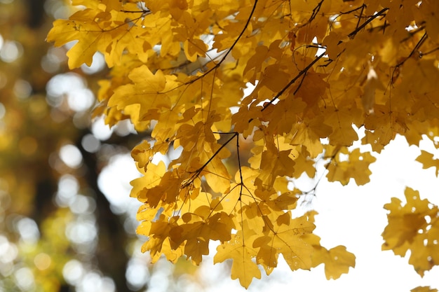 Hermosas hojas de otoño closeup