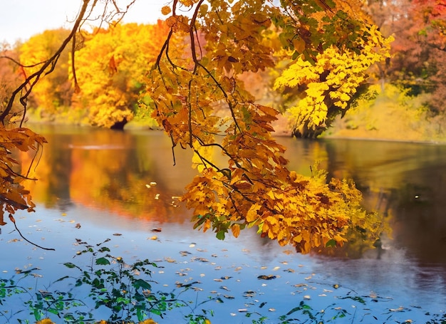 Hermosas hojas de otoño y color de árboles en el río