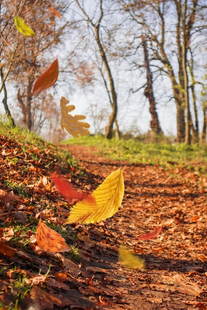 Hermosas hojas de otoño de colores cayendo Árbol de otoño deja fondo natural