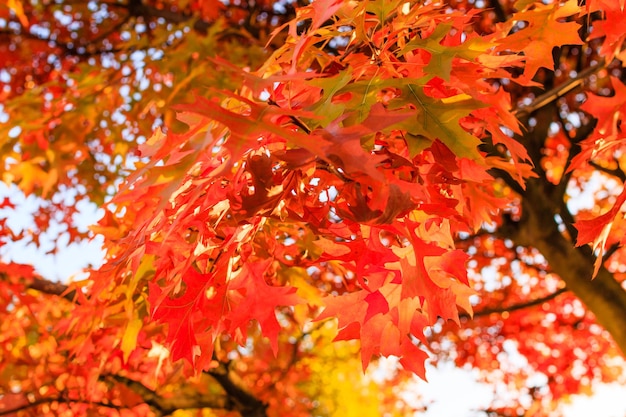 Hermosas hojas de otoño de colores rojo amarillo verde en una rama de árbol