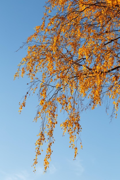 Hermosas hojas de otoño coloridas y cielo azul