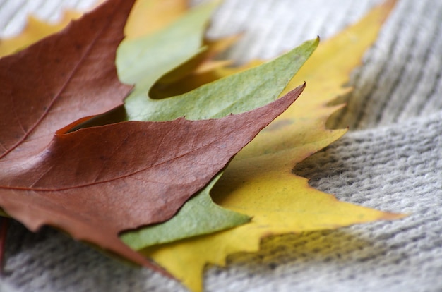 Foto hermosas hojas de otoño coloridas