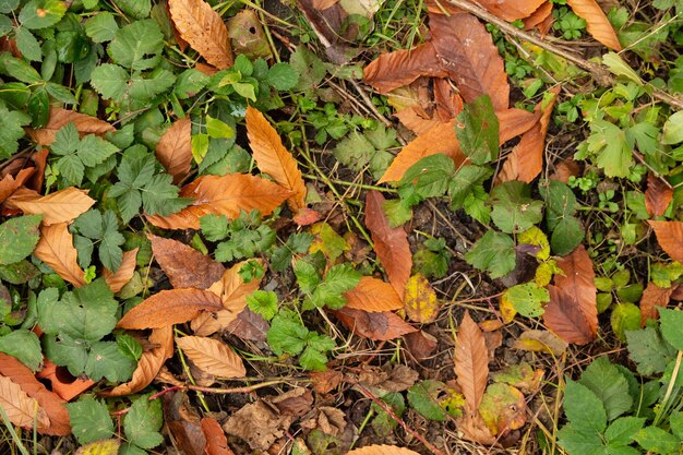 Hermosas hojas de otoño coloridas