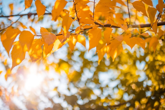 Hermosas hojas en otoño día soleado resumen fondo borroso. Follaje de naturaleza estacional de primer plano