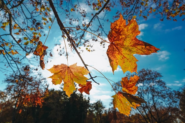 Hermosas hojas de otoño. Fondo de cielo de hojas de otoño. Follaje colorido en el parque de otoño.