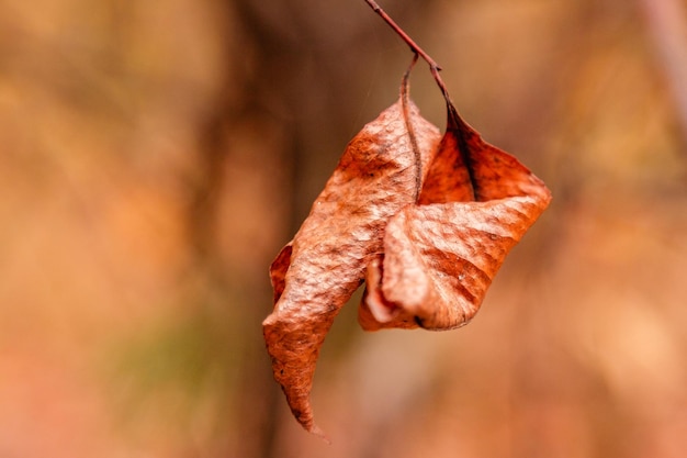 Hermosas hojas de otoño en una rama