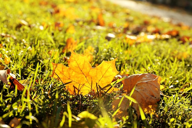 Hermosas hojas de otoño sobre el césped