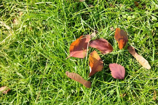 Hermosas hojas de otoño sobre hierba verde