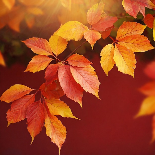 Hermosas hojas de otoño